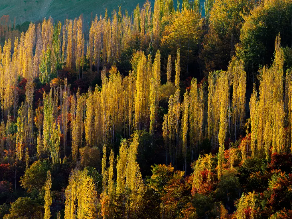 Hunza (4)