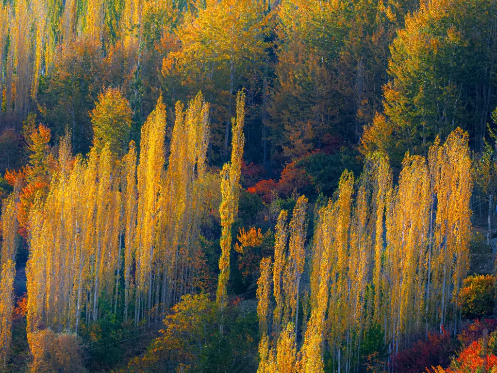 Hunza (8)