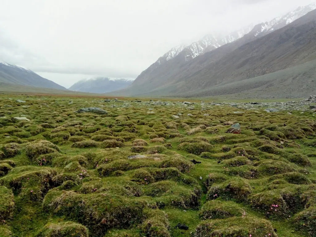 Shandur (2)