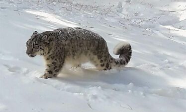 Snow Leopard Wildlife Photography Expedition Baltistan