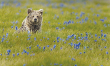 Deosai Wildlife Photography Tour | Himalayan Brown Bear Expedition
