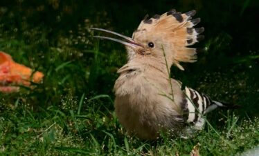 Islamabad Birdwatching & Nature Experience