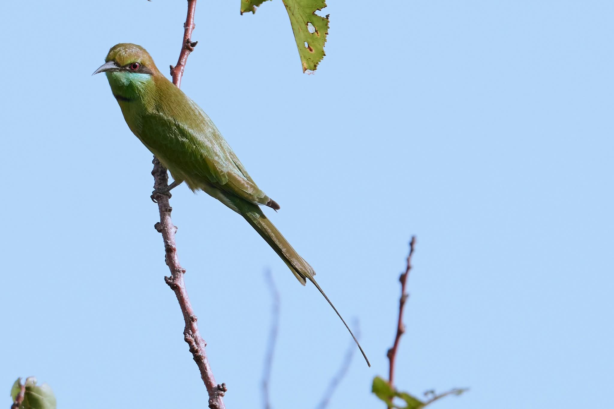 Islamabad Birds